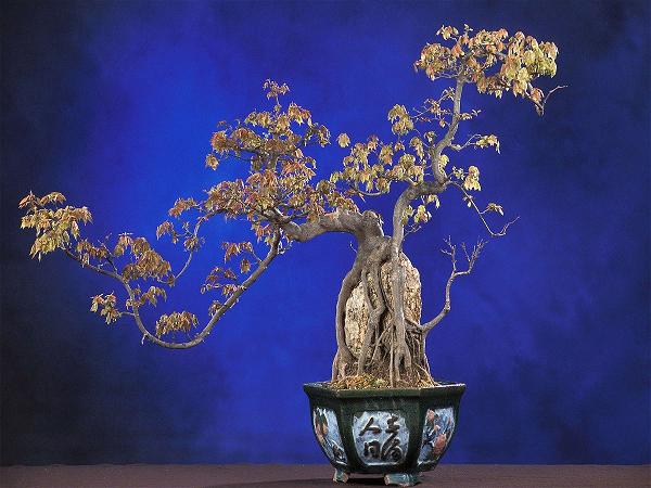 bonsai-1200x900-zenmoon