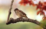 what-birdsong-can-teach-us-about-creativity-zenmoon-org