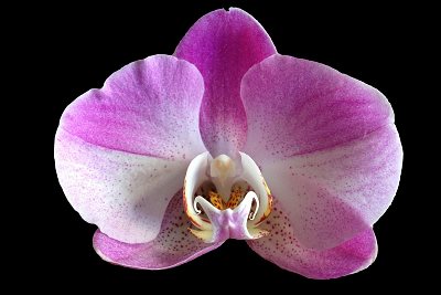 Single Orchid Bloom. My Beloved Grandmother By Diana Zen. Zen Moon. ZenMoon.org