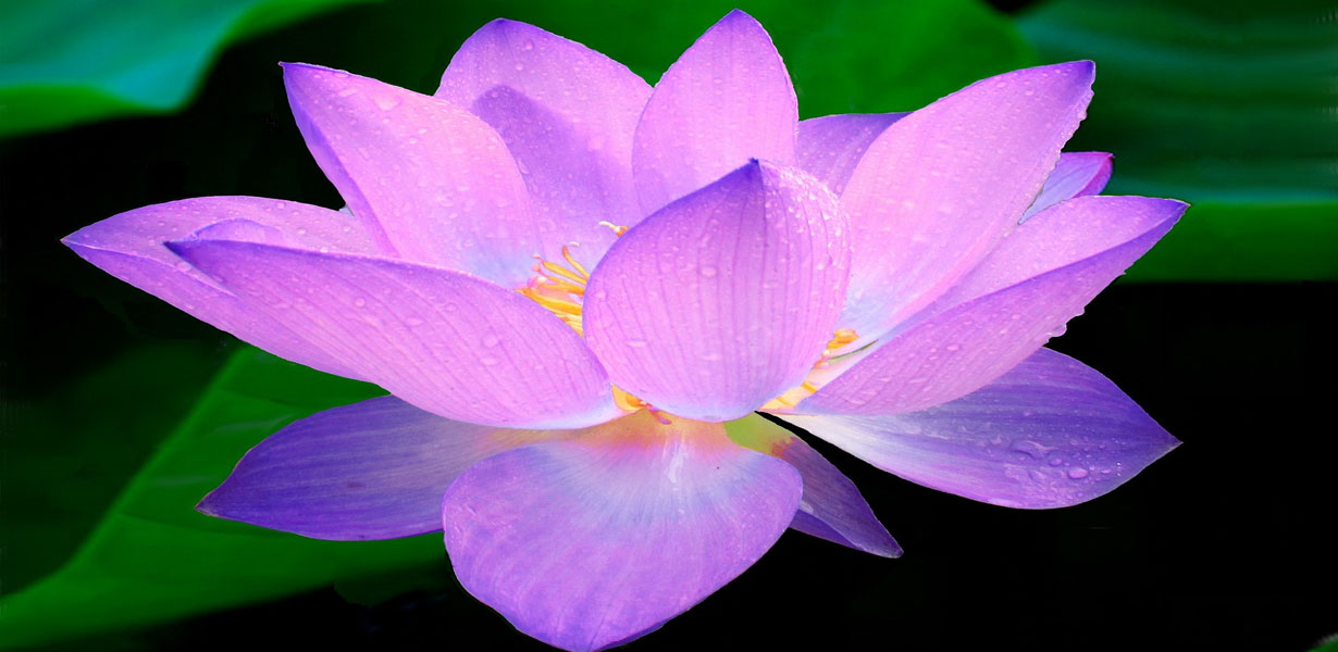 Lotus-the-Transcendental-Bloom-10-ZenMoon