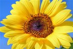 sun-flower-179010-640