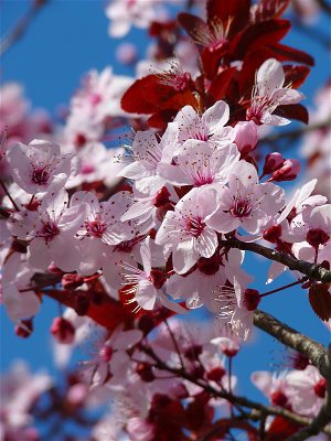 Spring blossoms. My Life Journey by Zen Moon. ZenMoon.org