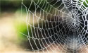 spiders-tune-in-to-web-s-music-zenmoon
