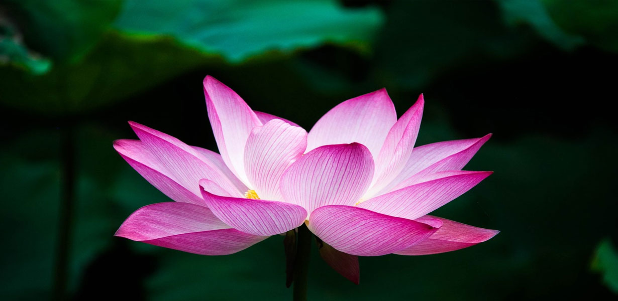 Lotus--The-Transcendental-Bloom-7-ZenMoon-