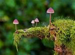 mushroom-zenmoon