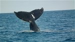 humpback-tail-73489-640