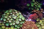 slow-life-coral-reef-animal-video-zenmoon-org