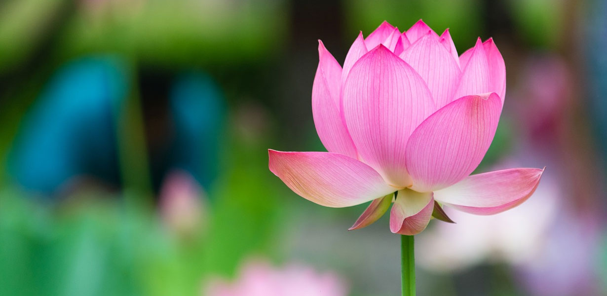 Lotus--The-Transcendental-Bloom-3-ZenMoon