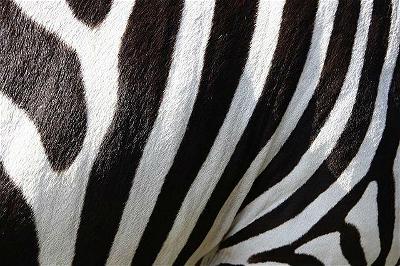 Why do zebras have stripes-zenmoon.org