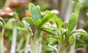 microgreen-salad-zenmoon