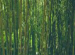bamboo-1200x900-zenmoon