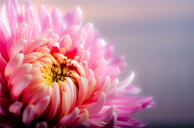 pink chrysanthemum. My Life Journey By  Zen Moon. ZenMoon.org