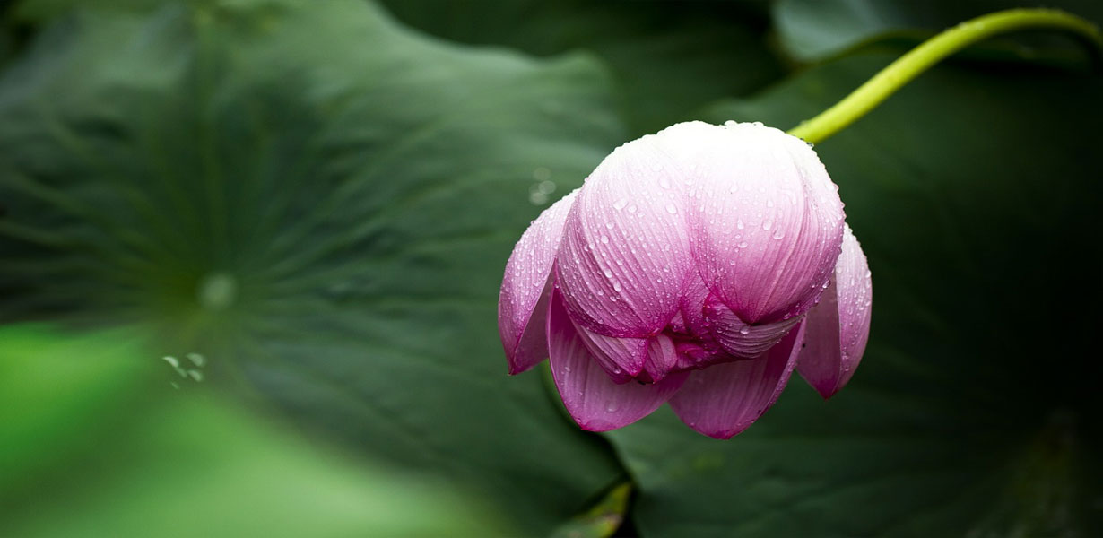Lotus--The-Transcendental-Bloom-2-ZenMoon