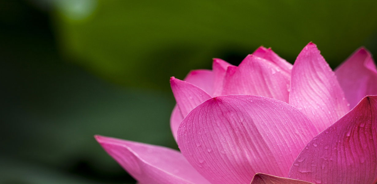 Lotus--The-Transcendental-Bloom-8-ZenMoon